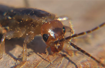 Photo of a two-tailed (earwig)