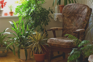 Shade-loving indoor plants