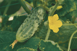 How to grow seedlings of cucumbers