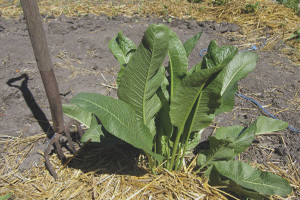 How to get horseradish from the garden