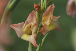 When to dig out and how to store gladioli