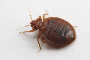 How to get rid of bedbugs