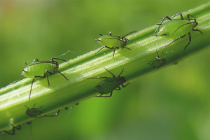 How to get rid of aphids on indoor flowers