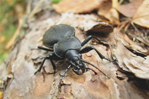 How to get rid of bark beetle