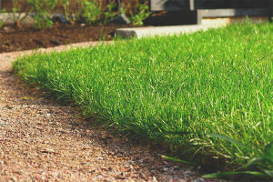 How to plant lawn grass