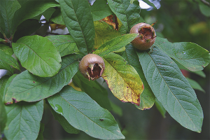 German medlar