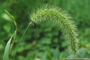 How to get rid of wheatgrass