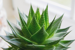 How to care for aloe vera