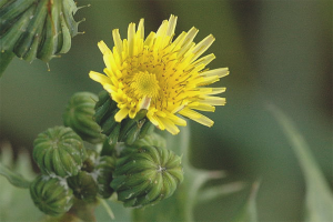 How to remove sow thistle from the garden