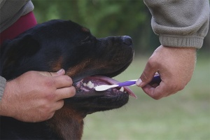 How to brush your dog’s teeth