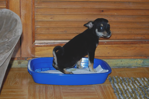 How to teach a toy terrier to the tray