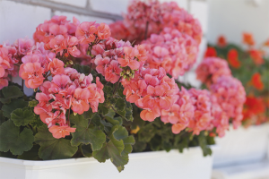 How to care for geraniums