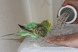 How to bathe budgies