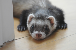 How to care for a ferret