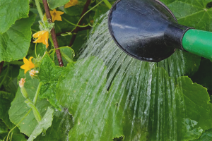 How to water cucumbers