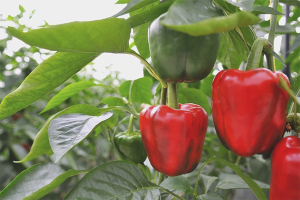 How to grow bell pepper