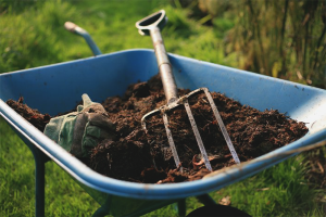 How to use cow dung as a fertilizer