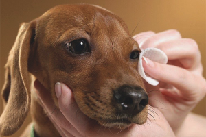 How to flush the eyes of a dog