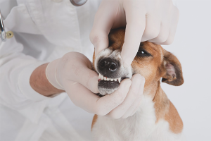 How to remove tartar in a dog