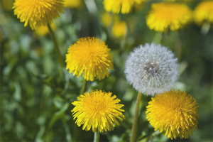 The benefits and harms of dandelions