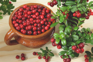 Lingonberry during pregnancy