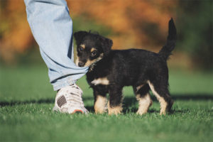 How to wean a puppy to bite and grab on legs