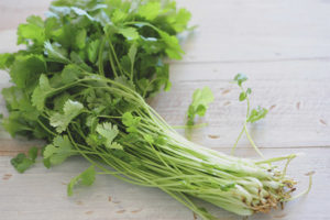 Cilantro during pregnancy