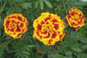 Medicinal properties and contraindications of marigold