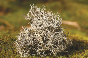 Therapeutic properties and contraindications of Icelandic moss