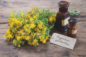 Medicinal properties and contraindications St. John's wort