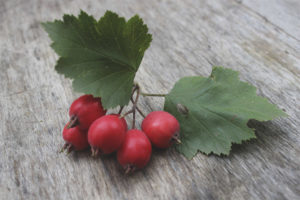 Hawthorn during pregnancy