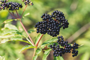 Medicinal properties and contraindications elderberry