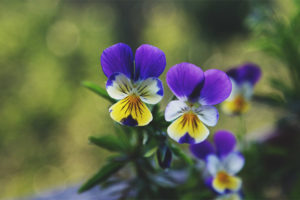 Therapeutic properties and contraindications of violet tricolor