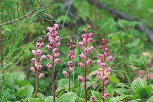 Medicinal properties and contraindications of wintergreen