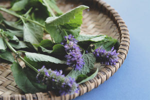 Medicinal properties and contraindications of hyssop