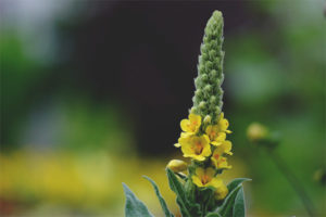 Medicinal properties and contraindications of mullein