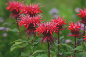 Medicinal properties and contraindications monarda