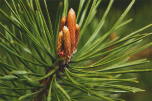 Therapeutic properties and contraindications of pine kidneys