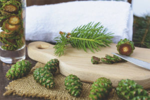 Therapeutic properties and contraindications of pine cones