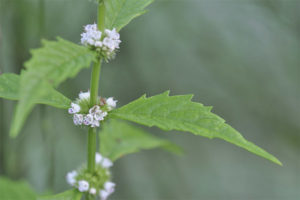 Medicinal properties and contraindications zyuznika