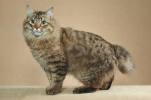 American bobtail