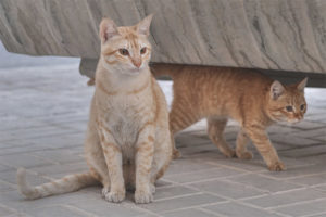 Arabian mau