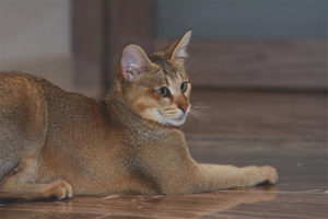 Chausie