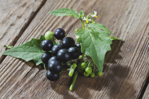 The benefits and harms of black nightshade