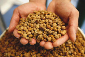 The benefits and harms of chuf peanuts