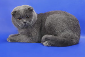 Scottish fold cat