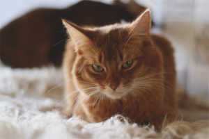 Somali cat