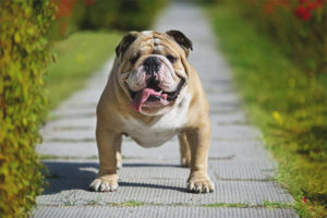 English bulldog