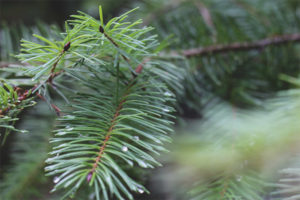 Pine needles