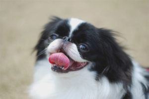 Japanese chin